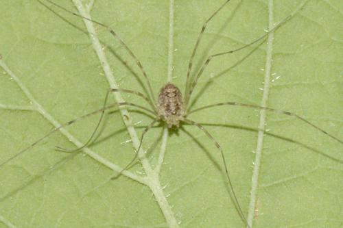 Réf. 210 850 : Amilenus aurantiacus