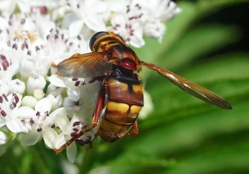 Réf. 210 729 : Milesia crabroniformis
