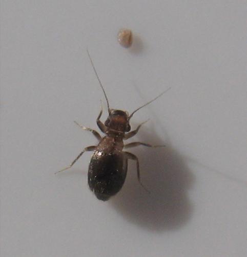 Lepinotus patruelis