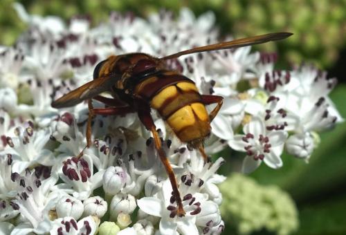 Réf. 210 731 : Milesia crabroniformis