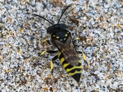 Bembecinus tridens