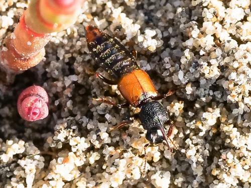 Réf. 210 001 : Bledius sp.