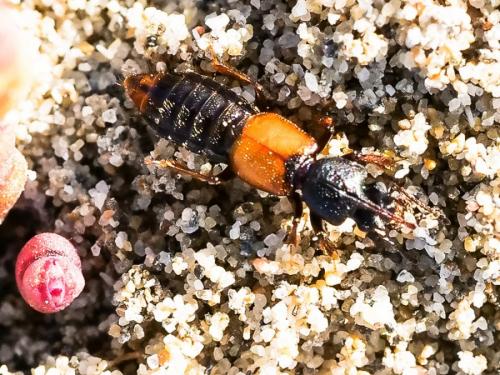 Réf. 210 002 : Bledius sp.