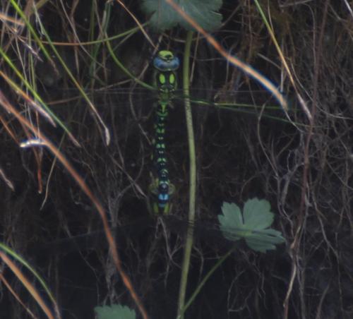 Aeshna cyanea