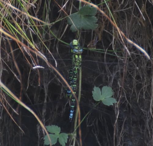 Aeshna cyanea