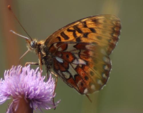 Boloria euphrosyne