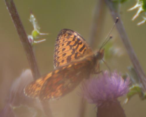 Boloria euphrosyne