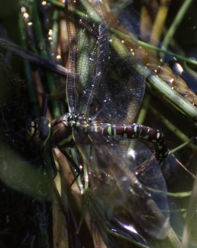 Aeshna juncea