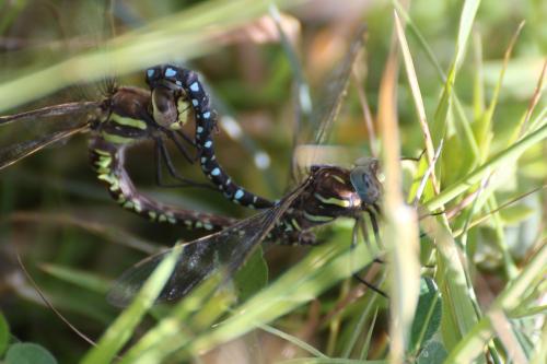 Réf. 210 823 : Aeshna juncea