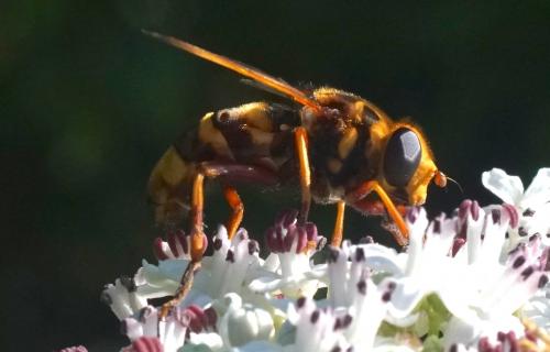 Réf. 210 730 : Milesia crabroniformis