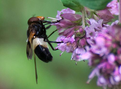 Volucella pellucens