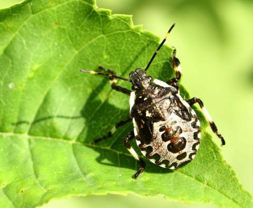 Pinthaeus sanguinipes