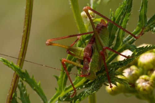 Réf. 210 128 : Leptophyes punctatissima
