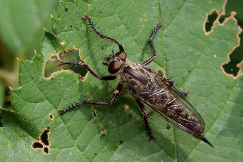 Machimus sp.