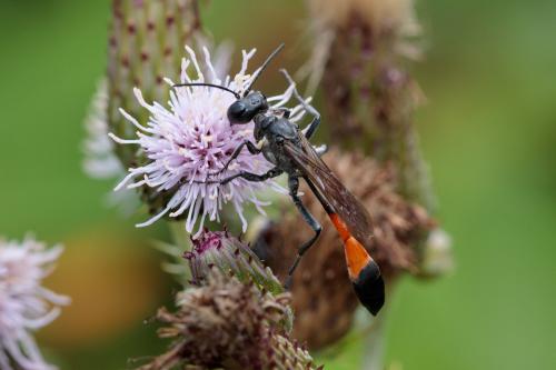 Ammophila sabulosa