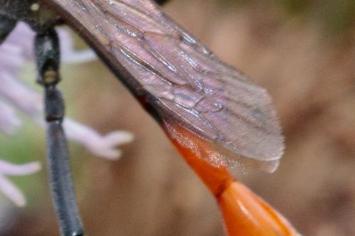 Ammophila sabulosa