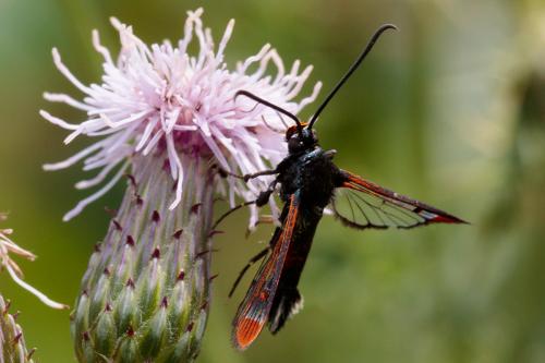 Réf. 210 535 : Synanthedon formicaeformis