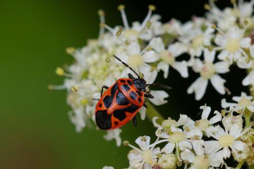 Réf. 210 670 : Eurydema dominulus