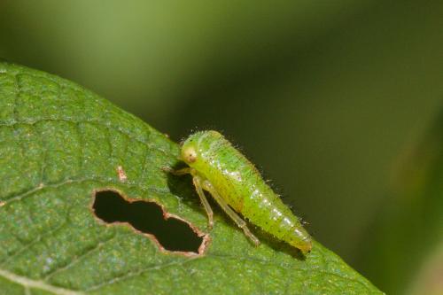 Réf. 210 712 : Idiocerus sp.