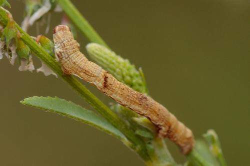 Ectropis crepuscularia