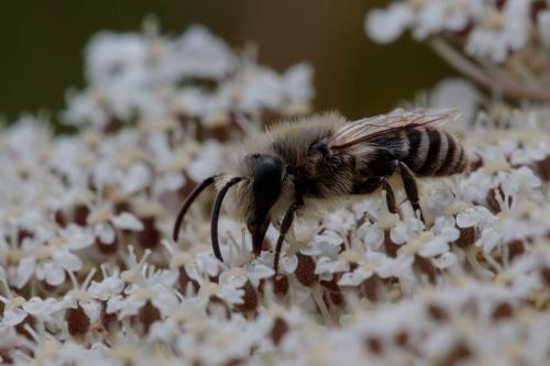 Colletes sp.