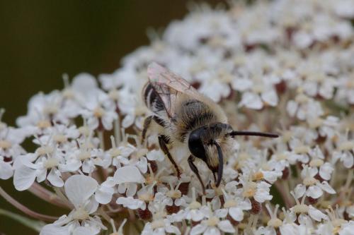 Colletes sp.