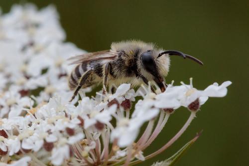 Colletes sp.