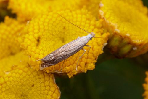Réf. 210 805 : Isophrictis sp.