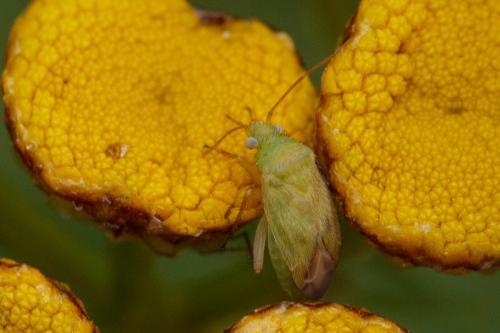 Réf. 210 817 : Megalocoleus tanaceti