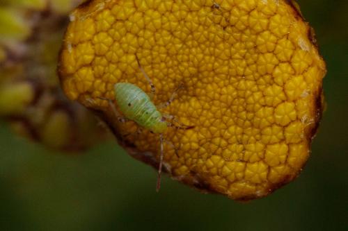 Réf. 210 819 : Lygus sp.