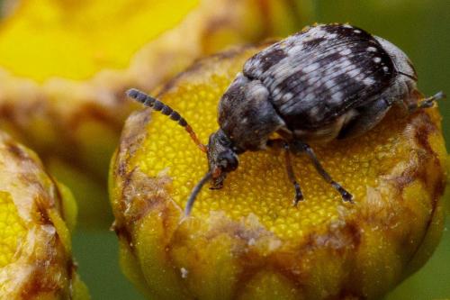 Bruchus affinis