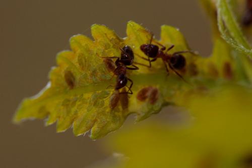 Thelaxes dryophila