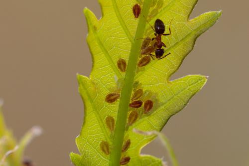 Thelaxes dryophila