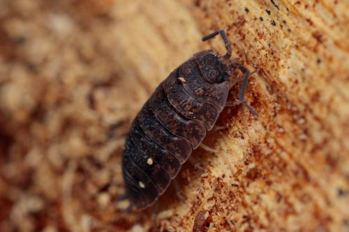 Porcellio scaber
