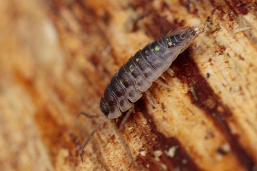 Oniscus asellus