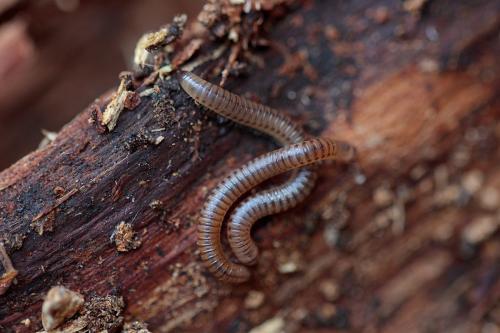 Cylindroiulus punctatus