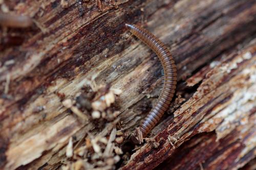 Cylindroiulus punctatus