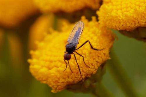 Empis sp.