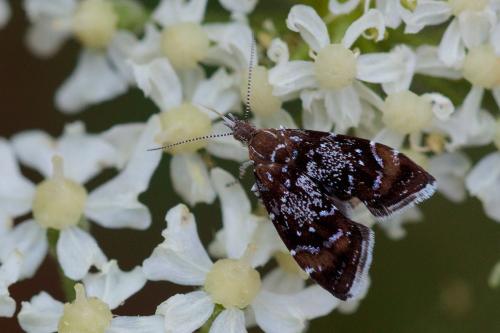 Réf. 210 897 : Prochoreutis sehestediana