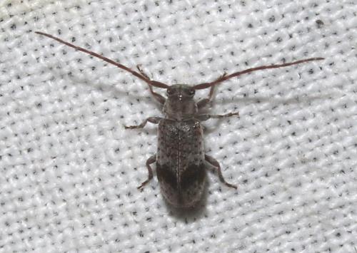 Exocentrus punctipennis
