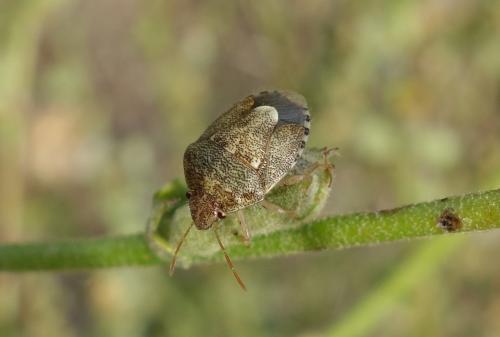 Staria lunata