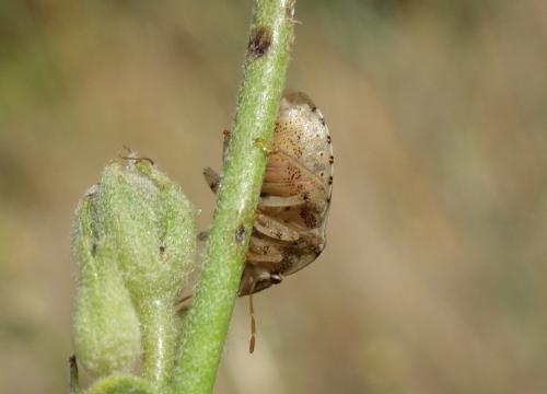Staria lunata