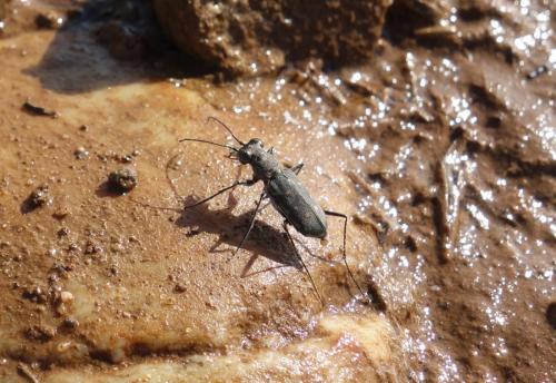 Myriochila melancholica