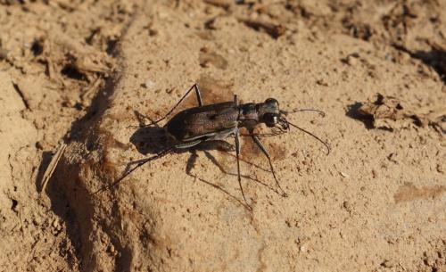Myriochila melancholica