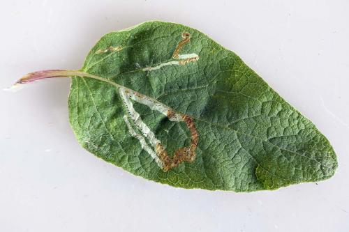 Phytomyza lappae