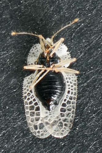 Corythucha ciliata