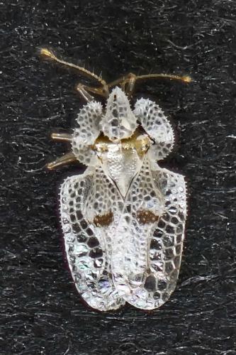 Corythucha ciliata