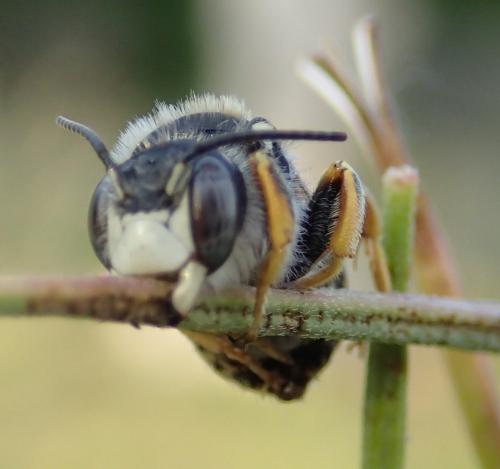 Réf. 210 253 : Trachusa interrupta