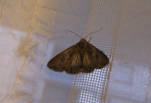 Anarta trifolii