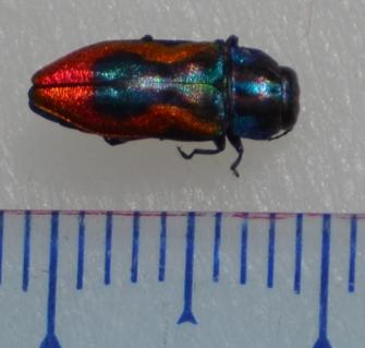 Réf. 210 425 : Anthaxia candens